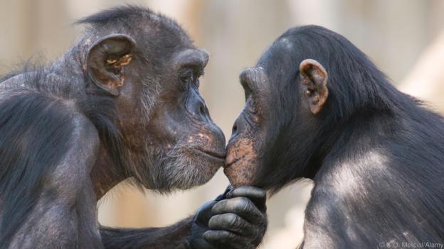 A male and a female chimpanzee (Pan troglodytes) looking deeply in each others eyes