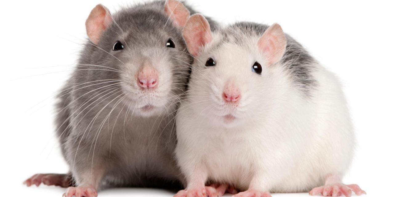 Two rats, 12 months old, in front of white background
