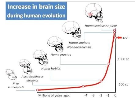 brain evolution